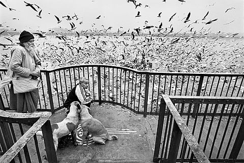 Feeding seagulls on the Jamuna, Delhi, 1995, Collection: Kiran Nadar Museum of Art