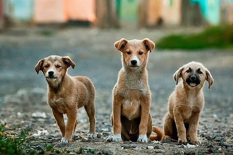 Things to do in Chennai this week (March 8, 2024 - March 14, 2024)