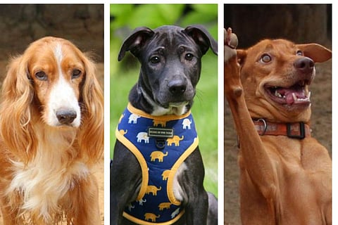 Things to do in Chennai this week (March 15, 2024 - March 21, 2024)