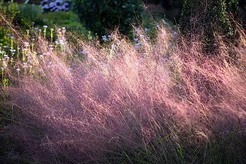 This undated image provided by Ball Horticultural Company shows Pink Muhley Grass in bloom