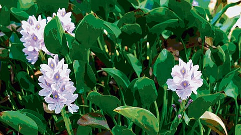 Therméa Wendy’s work