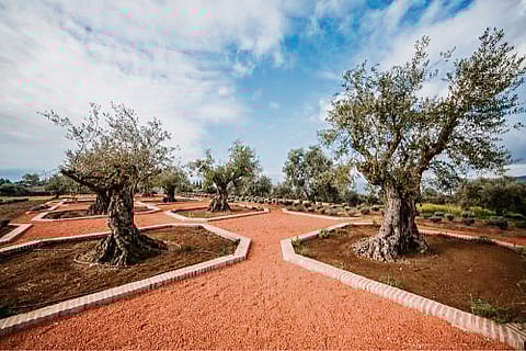 LA Organic Experience plaza de la Carlota