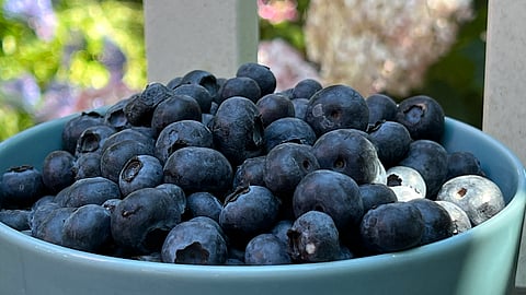 In frame: blueberries