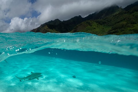A blacktip reef shark swims at a marine reserve, or rahuri (Aug. 6) near Tiahura, on the island of Moorea, in Tahiti