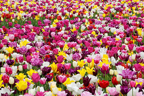 Five places in India to spot flowers in full bloom