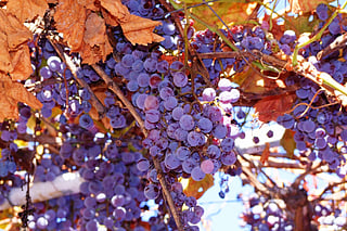 Five varieties of grape and how to enjoy them