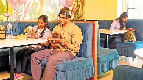 What elevates the cafe are its thoughtfully curated facilities for furry companions. (Photo | Express)