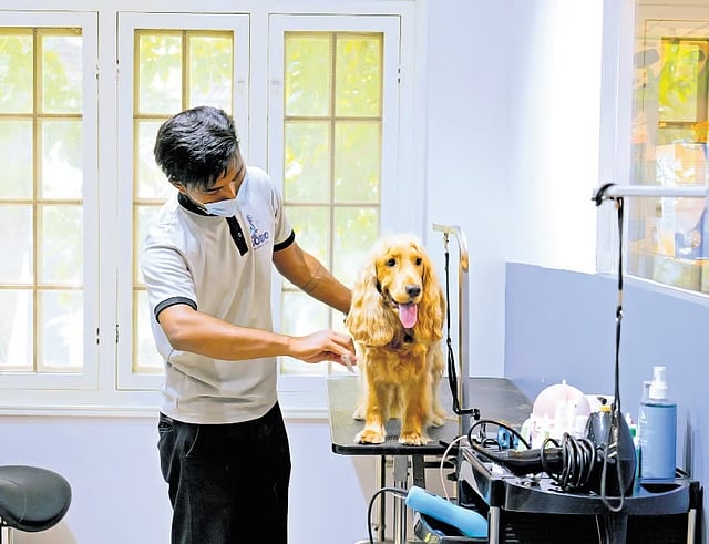 There’s also a pet grooming studio, accessories, and a selection of pet food. The premises feature round-the-clock camera surveillance.(Photo | Express)