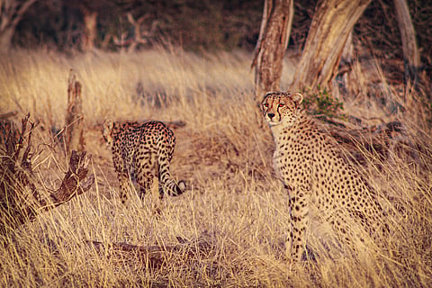 Cheetahs