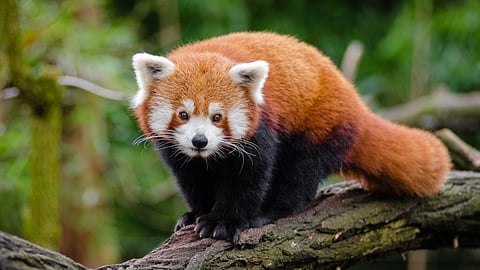 Red Panda