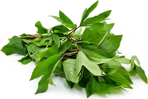 Gongura leaves