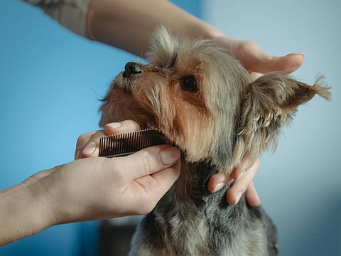Grooming tips for your pet this winter