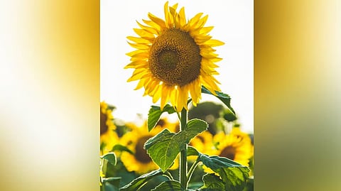 In praise of stillness