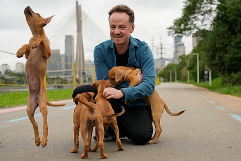 These Brazilian caramel-coloured stray dogs were long overlooked. Now, they're having a major moment