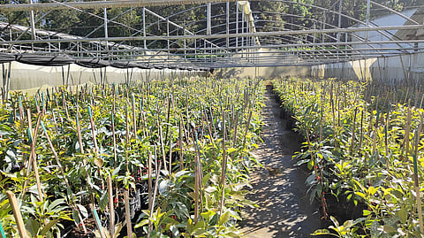 Glimpses from the farm