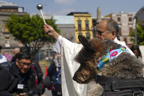 Rev. José Antonio Carballo, rector of the Metropolitan Cathedral, celebrates the annual blessing of the animals Mass at Mexico City's Metropolitan Cathedral