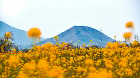 The most picturesque flower valleys of India