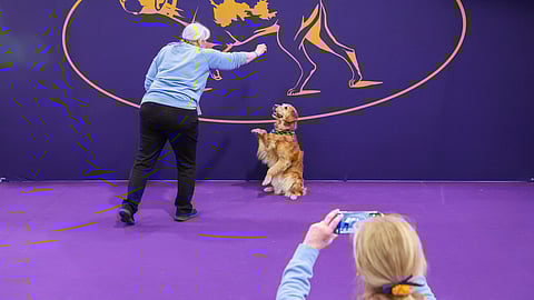 Colleen Swierkocki takes a photo of Diane Stenberg and her golden retriever, Brook, at the 149th Westminster Kennel Club Dog show