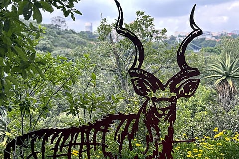 A South African artist uses vibrant sculptures to make parks more inviting in a city often associated with danger