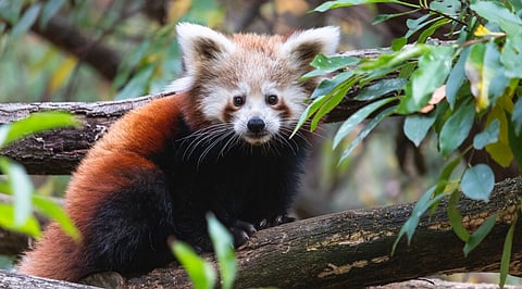 Darjeeling’s The Padmaja Naidu Himalayan Zoological Park (Pnhzp) has a dedicated red panda conservation program.