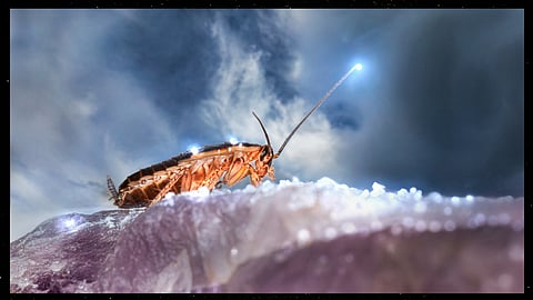 Could cockroach milk be the next big thing in nutrition?