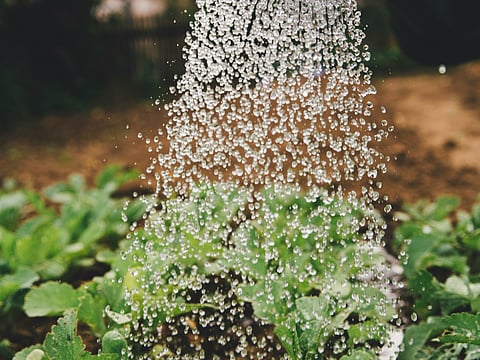 Here are some important gardening tips for beginners