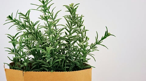 Five reasons why Rosemary Water should be a part of your diet