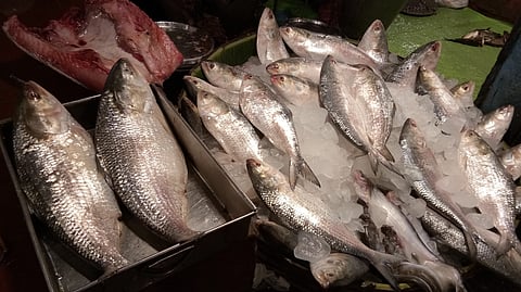 How to pick the best Hilsa this season