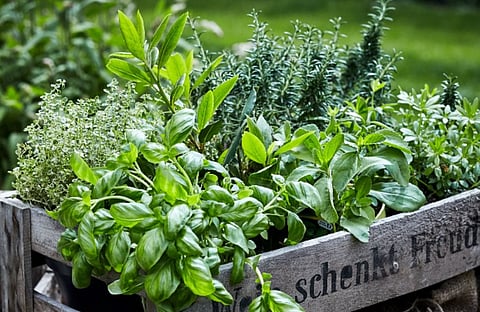 Keep pests away this summer with this one plant