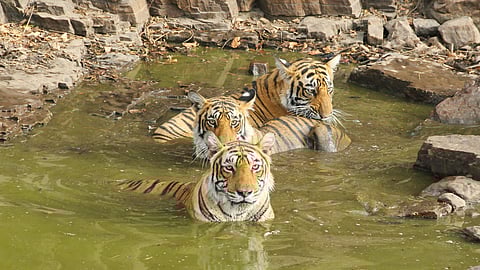 Why Tipeshwar Wildlife Sanctuary in Maharashtra is the best offbeat safari destination this summer