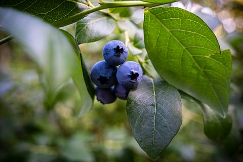 The image is used for representational purposes only (Source: Unsplash)