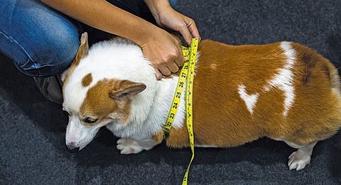 Are you mindful about your pet's weight?
