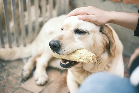 Pawsitively Cool Meals: Five summer feeds for your furry friend