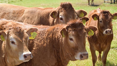 Cows might be fond of jazz! Here's why