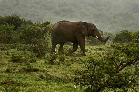 4 monsoon wildlife safaris in India with fewer crowds and more thrill