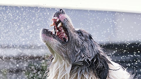 Pet Safety: How to protect your pets from ticks and fleas during the monsoons?