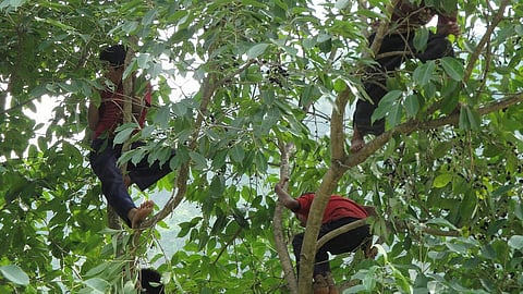 Memories with Jamuns: When Summer turns purple