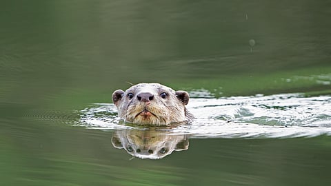 BIC to screen Sugandhi Gadadhar and Raghunath Belur’s documentary My Otter Diary