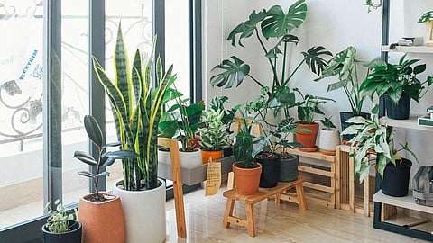 Do houseplants have a carbon footprint? Debunking ‘green living’ myths