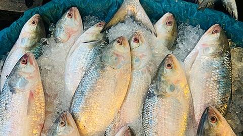 Monsoon Food Hacks: the art of picking the perfect hilsa this season
