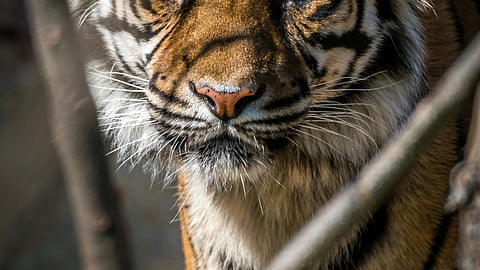 Six signs a tiger is nearby, when you’re at a wildlife park