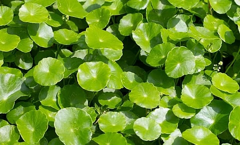 The truth About cica