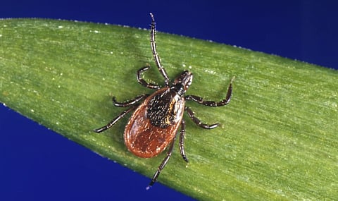 Bookmark these easy ways to get rid of ticks!
