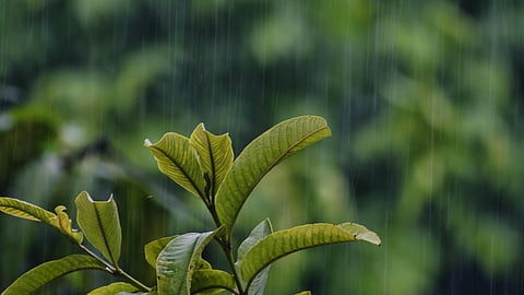 Plant Care: How to take care of your plants during monsoon