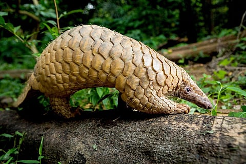 Asia: Sir David Attenborough’s epic new wildlife series premieres in India on July 18