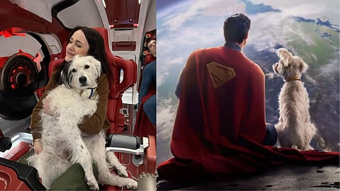 How cute is Krypto, Superman's superdog?