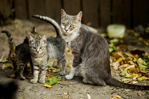 Welcome to Cat Island of the world