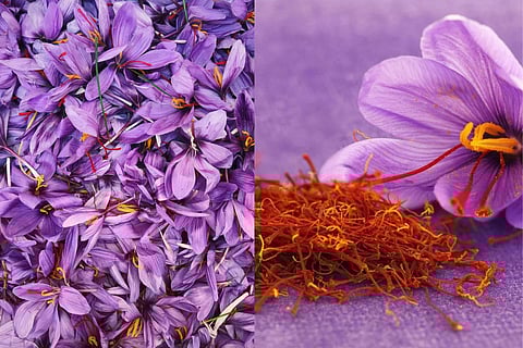 Why is Saffron considered natures anti-depressant?