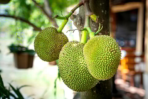 Ripe, fermented, busted: The Jackfruit that framed Kerala’s bus drivers