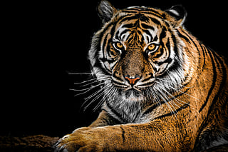 Heartwarming tiger tales across India's wilderness